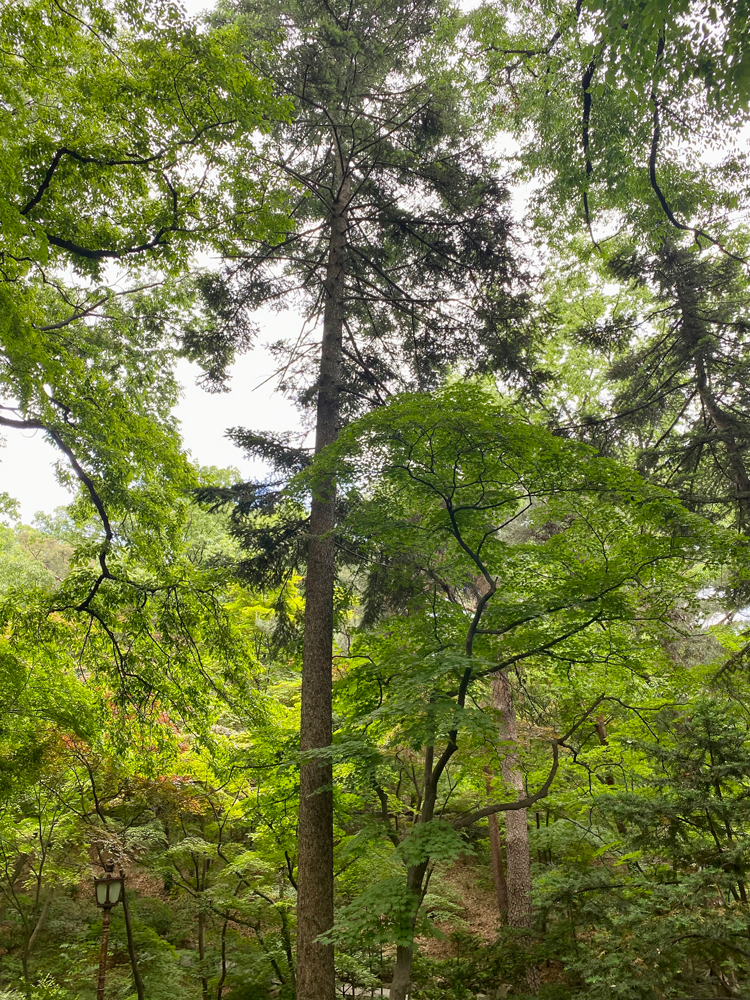 Commemorative Tree of President Syngman Rhee: Fir tree