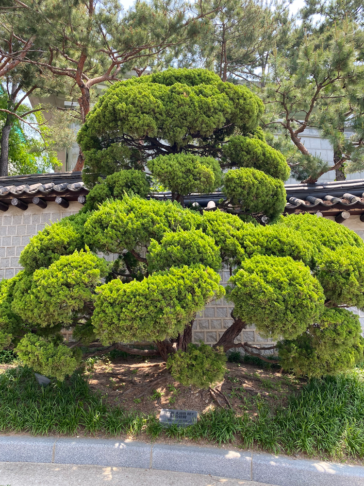 Commemorative Tree of President Park Chung-hee: Kaizuka tree