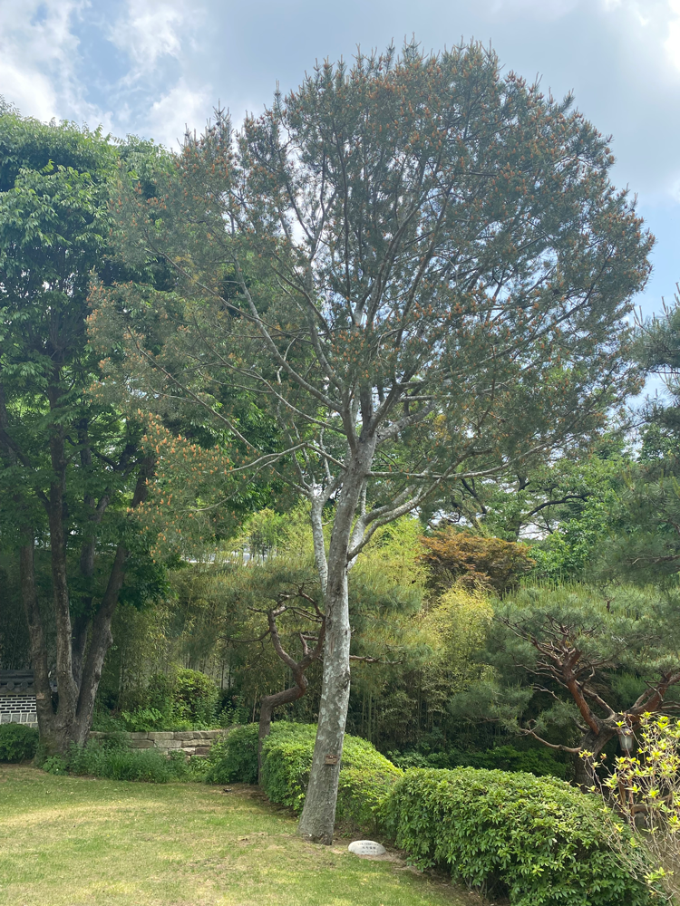 Commemorative Tree of President Chun Doo-hwan: Lacebark pine tree