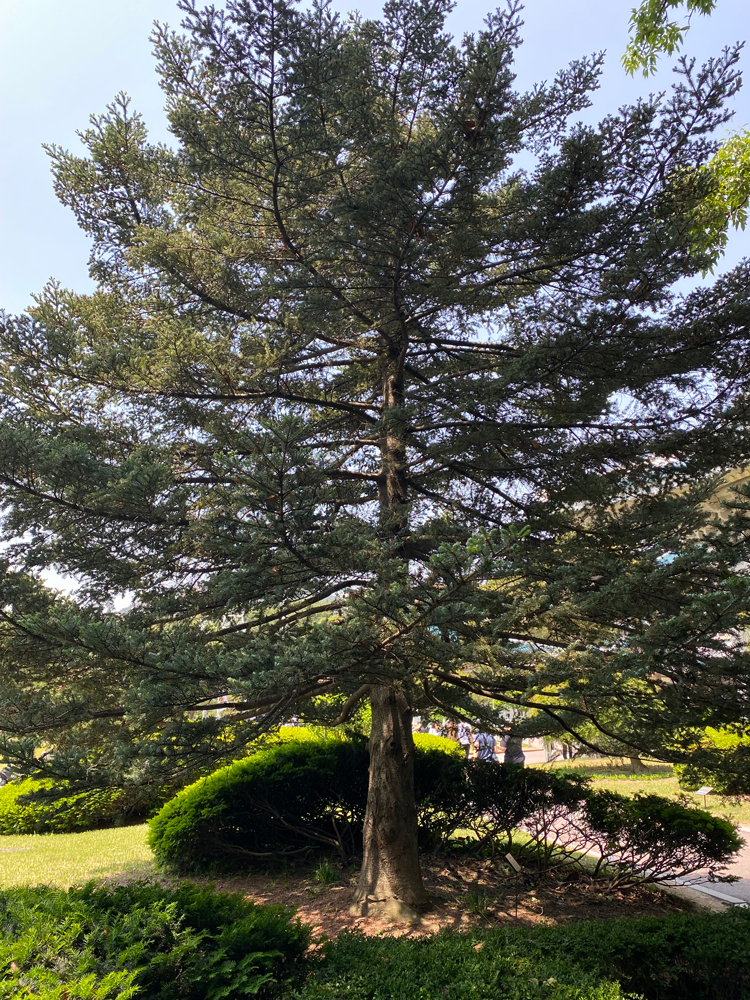 Commemorative Tree of President Roh Tae-woo: Korean fir tree