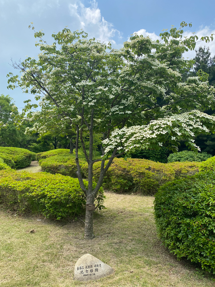 Commemorative Tree of President Kim Young-sam: Cornelian cherry tree