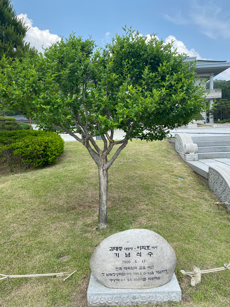 Commemorative Tree of President Kim Dae-jung: Mugunghwa (Rose of Sharon)