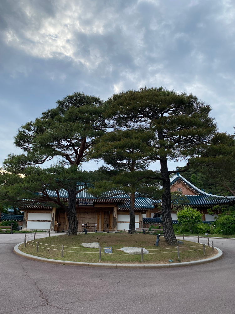 Commemorative Tree of President Roh Moo-hyun: Pine tree