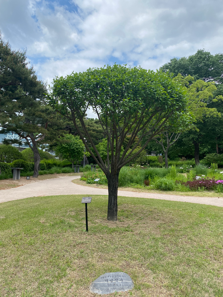 Commemorative Tree of President Lee Myung-bak: Mugunghwa (Rose of Sharon)