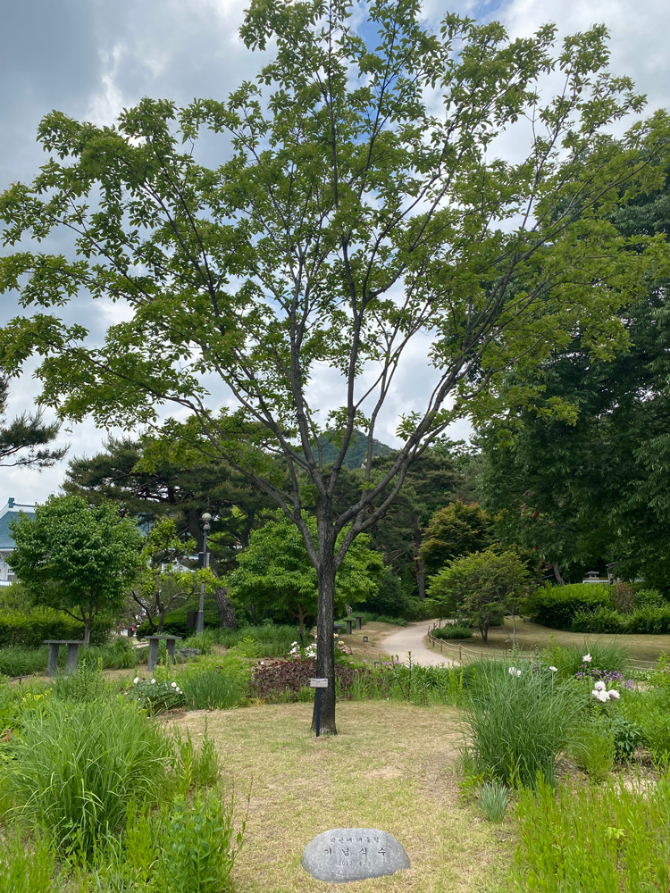 Commemorative Tree of President Park Geun-hye: Retusa fringe tree