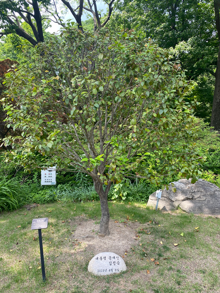 Commemorative Tree of President Moon Jae-in: Camellia tree