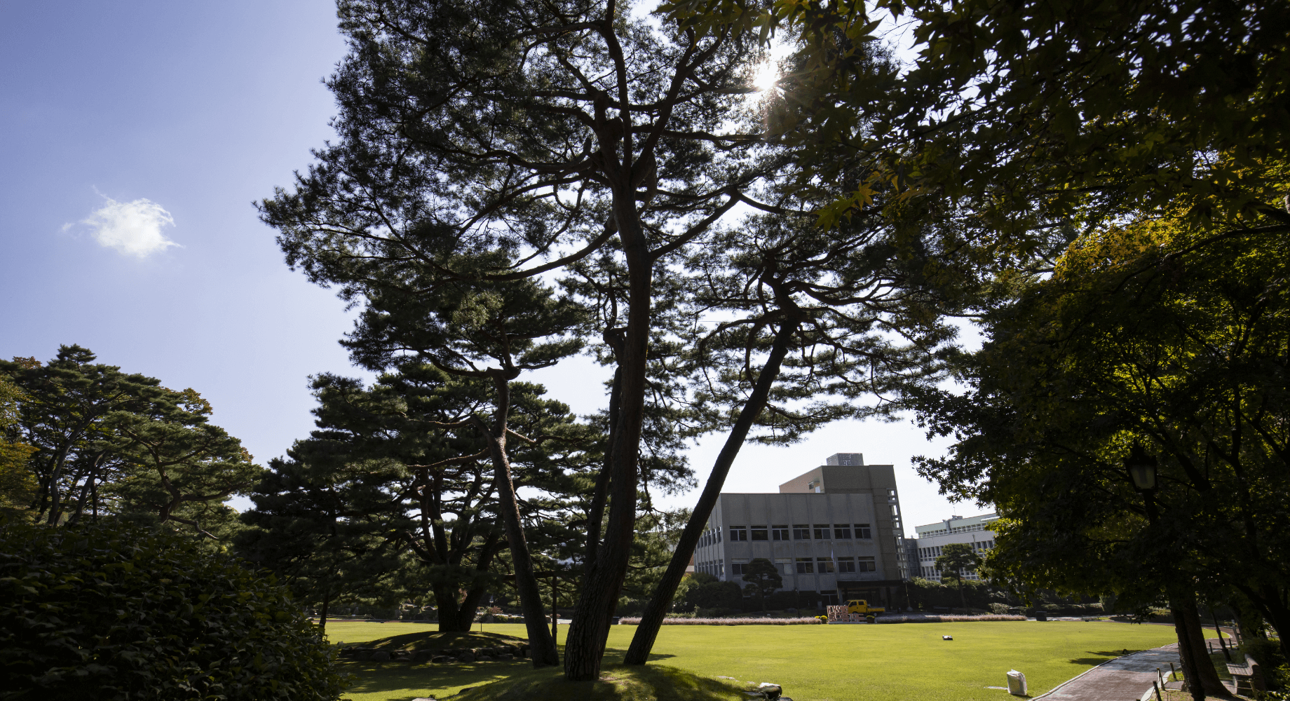 Grove of Old Trees 02