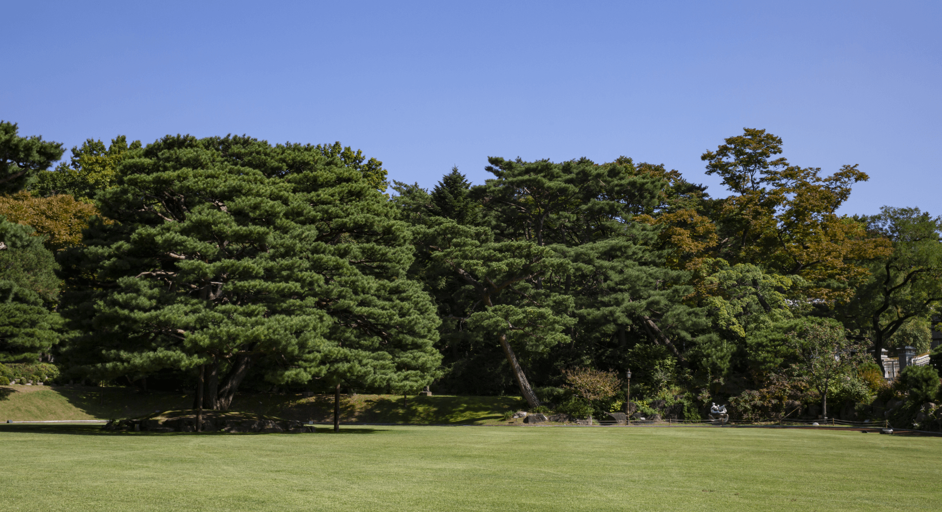 Grove of Old Trees 03